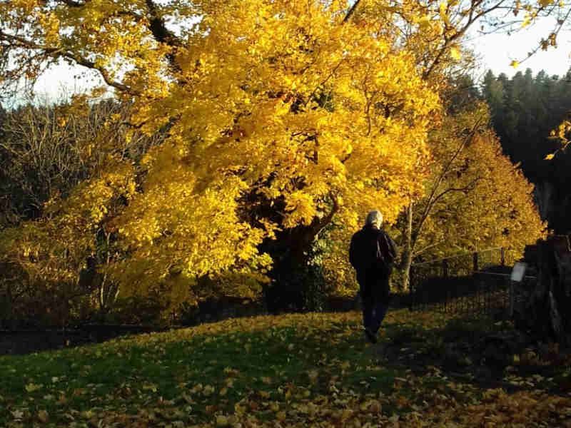 Spaziergang im Herbst