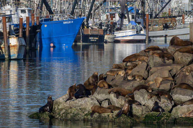 Hungrige und faule Seelöwen am Hafen von Newport. Foto: Ellen Bogenschutz