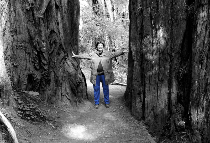 Giganten im Redwood National Park