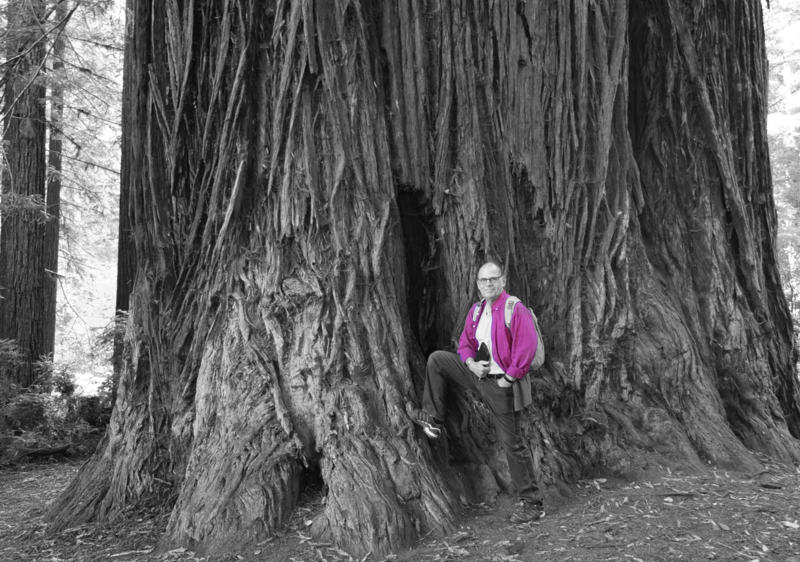 Am Fuß der Giganten im Redwood National Park