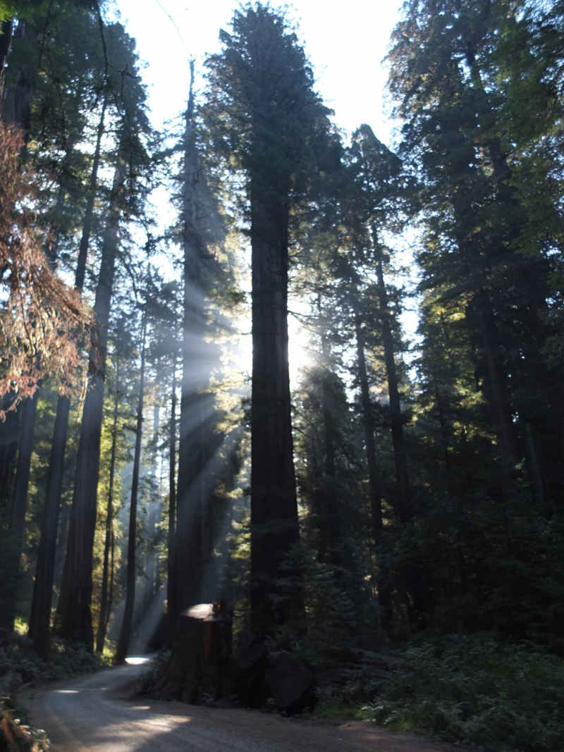 Morgendämmerung im Redwood