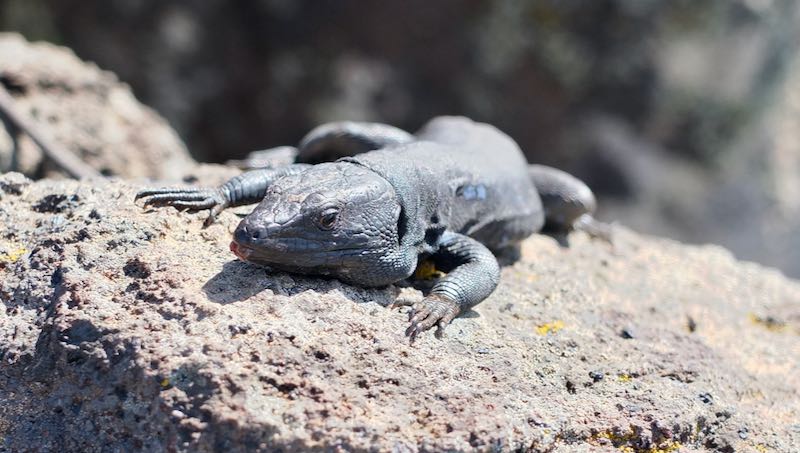 Die Geckos auf La Gomera sind geschickte Jäger